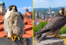 Wanderfalken Nürnberg
