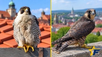 Wanderfalken Nürnberg